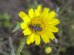 Trichodes leucopsideus