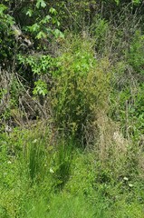 Juncus effusus solutus