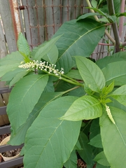 Phytolacca americana