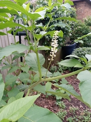 Phytolacca americana