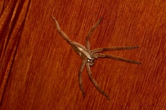 Cupiennius salei