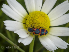 Trichodes leucopsideus