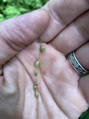 Carex echinodes
