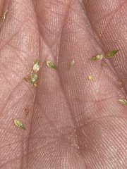 Carex echinodes