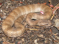 Northern Death Adder photo 1