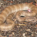 Northern Death Adder - Photo (c) Richard D Reams, some rights reserved (CC BY-NC), uploaded by Richard D Reams