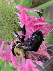 Xylocopa virginica