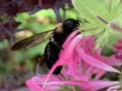 Xylocopa virginica