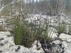 Eleocharis elliptica