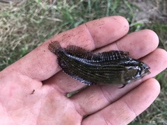 Chasmodes bosquianus