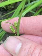 Carex pallescens
