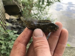 Chasmodes bosquianus