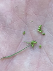 Carex pallescens