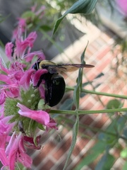 Xylocopa virginica