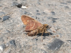 Aguna asander asander