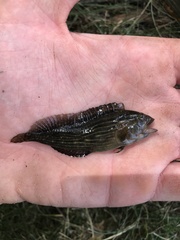 Chasmodes bosquianus