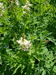 Corydalis caseana brachycarpa