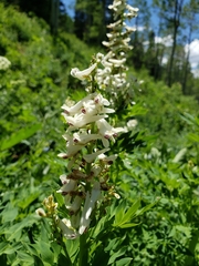 Corydalis caseana brachycarpa