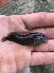 Chasmodes bosquianus