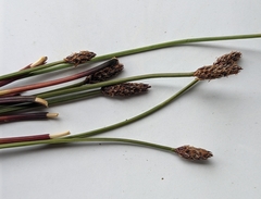 Eleocharis elliptica