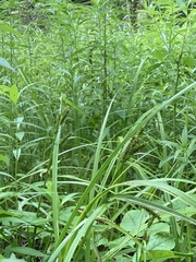 Carex scabrata