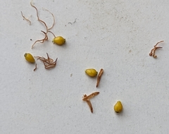 Eleocharis elliptica