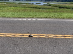 Malaclemys terrapin centrata