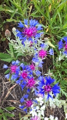 Centaurea