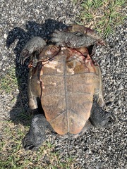 Malaclemys terrapin centrata