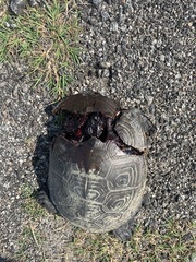 Malaclemys terrapin centrata