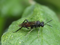 Macrophya militaris