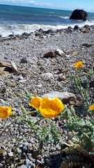 Centaurea