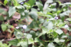 Ageratum gaumeri