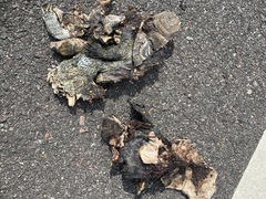 Malaclemys terrapin centrata