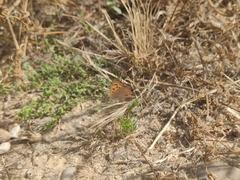 Lycaena phlaeas