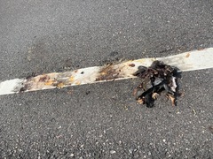 Malaclemys terrapin centrata