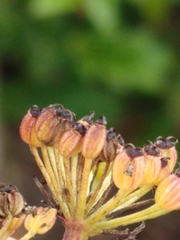 Ligusticum apiifolium