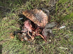 Malaclemys terrapin centrata