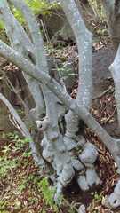 Celtis caudata