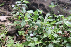 Ageratum gaumeri