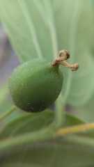 Celtis caudata