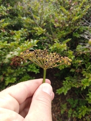Ligusticum apiifolium