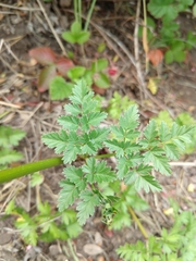 Ligusticum apiifolium