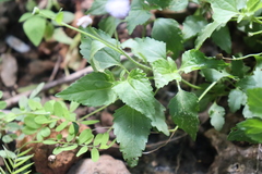 Ageratum gaumeri