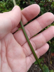 Ligusticum apiifolium