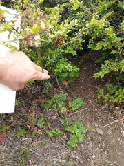 Ligusticum apiifolium
