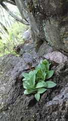 Sarcoglottis schaffneri