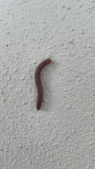 Trigoniulus corallinus