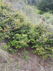 Ligusticum apiifolium