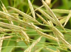 Bromus cabrerensis